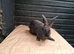 Flemish giant females