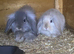 Angora mini lops.