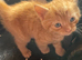 2 mixed bread kittens