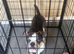 Old tyme x French bulldog