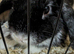 Mini lop ear rabbit