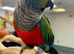 Crimson-bellied Conure