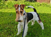 Beautiful Wire Fox Terrier Girl Available