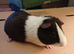 Chocolate and Red Dutch Guinea Pigs