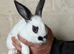 2 doe rabbits