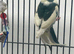 Stunning Various Baby Kakarikis