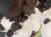 cocker spaniels
