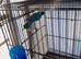 Guioldian finches