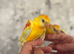 Hand-Reared Red Rump Parakeets