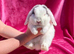 Mini lop doe