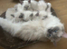 GCCF beautiful ragdolls