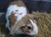 Mixed lop