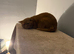 Looking for a British Shorthair Stud