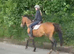 BARGAIN **Safe fun 19yo 15.1h Irish TB mare