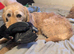 labradoodle looking for new home