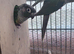 Pair of conures &pound;150