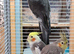 Cockatiels for sale