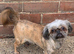 Stunning kc tiny boy brindle imperial shih tzu