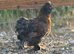 Polkie Bantams