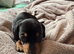 Black and Tan Male Miniature Dachshund
