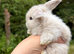 Female Mini Lop