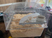 2 x Gerbils