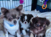 Chihuahua tiny girl from health tested mum
