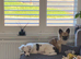 6 month male rehome