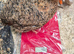 Jumbo coturnix quails