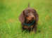 Miniature dachshund