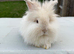 Angora mini lion lop mixed breed