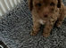 Tiny Toy Poodle