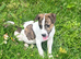 Parson type jack russells