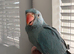 Hand tame baby ringneck