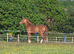 Arab gelding looking for a new home.