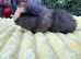 Two boars for sale