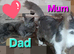 Norwegian Forest Cat x Russian Blue Kitten
