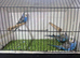 Male budgies available