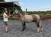 Stunning grey dun gelding