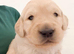Golden Retriever Boys and Girls Available