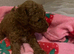 Toy poodle puppies