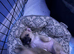 Selling a small puppy, a female.