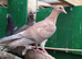 pigeons for sale