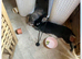 Bonded male/female rabbit pair looking for a loving new home together.