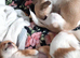 Chihuahua puppy