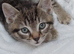 5 cute kittens