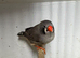 Black breasted orange x triple orange zebra finch