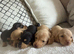 Beautiful litter of mini dachshunds dads longhair