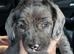 Cookerpoo mixed breed