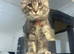 GCCF registered Maine coon boys